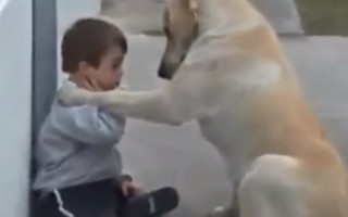 Xúc động clip chú chó an ủi, vỗ về một cậu bé thiểu năng