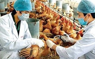 Lo ngại cúm A/H7N9 ở TQ lan sang VN