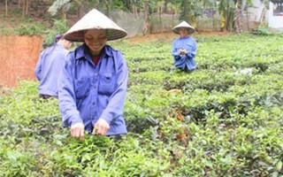 Kỳ lạ "xã không chồng" ở Thái Nguyên