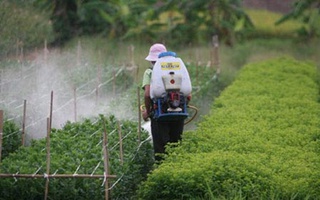 Ám ảnh với rau ngót "tắm" thuốc kích thích, dầu ăn ép từ… lốp xe