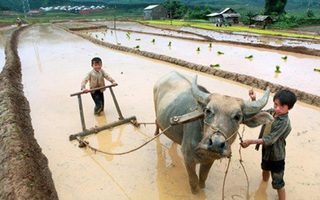 Chùm ảnh ý nghĩa về hành trình hạt gạo