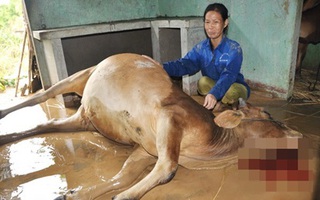 Xót xa cảnh người dân vùng lũ Quảng Ngãi xẻ thịt gia súc chết ăn thay cơm