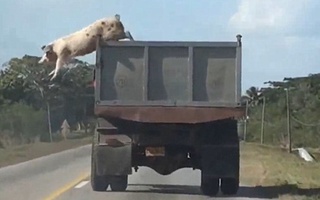 Chú lợn "vượt ngục" trên đường bị chở đến lò mổ