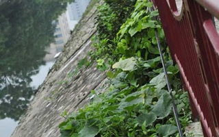Rau sạch trên kênh thối: Hà Nội ‘khổ quá hóa khôn’