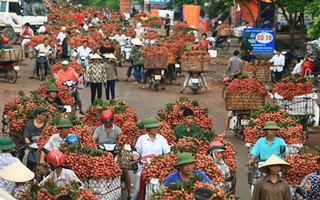 Giao thông tắc nghẽn vì người dân chở vải Lục Ngạn ùa ra khắp đường