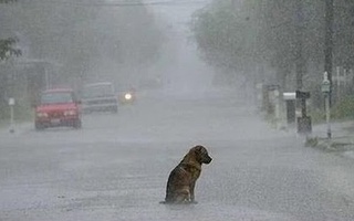 Chú chó chờ chủ suốt 2 năm ở nơi bị bỏ rơi bất kể mưa nắng