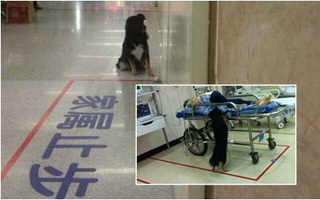 Chủ nhân cấp cứu, chú chó lo lắng ngồi ngoài hành lang bệnh viện chờ đợi