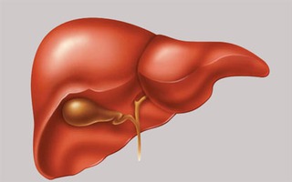 9 sự thật về gan - cơ quan lớn thứ hai trong cơ thể
