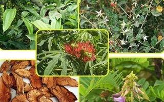Bài thuốc hay chữa đau nhức khớp