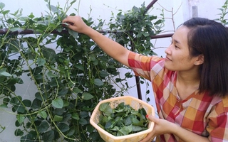 Mồng tơi không chỉ ăn cho mát