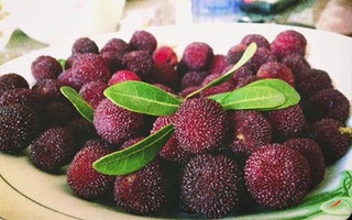 Những điều cần phải biết khi ăn quả thanh mai