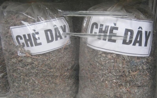 Cẩn trọng với nguy cơ ngộ độc do uống chè dây