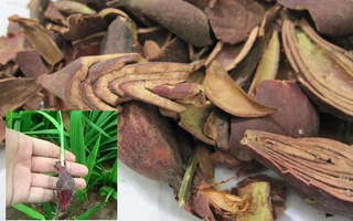 Sâm đại hành có chữa được ung thư máu?