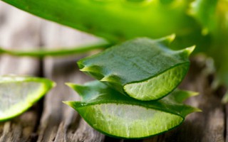 Nhiều người đang bỏ phí công dụng tuyệt vời của loại "cây trường sinh" mà người xưa trân trọng