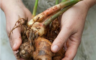 Nhiều người không biết loại củ quen thuộc này sáng là nhân sâm, nhưng chiều là thạch tín…