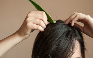 Xoa nha đam lên tóc chỉ 5 phút thôi, nhiều người đã làm và khen nức nở, vì sao?