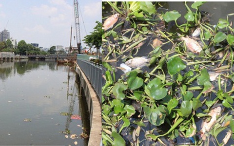 TP.HCM: Cá chết hàng loạt, kênh Nhiêu Lộc bốc mùi hôi thối