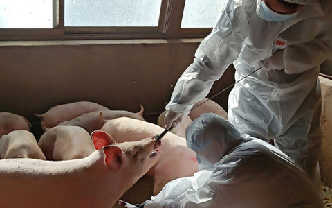 Phát hiện chủng virus corona mới trên lợn có thể lây sang người