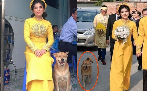 Biểu cảm hớn hở của chú chó vào ngày chủ kết hôn gây bão mạng xã hội, dân mạng giải thích lý do khiến ai cũng cười gật gù