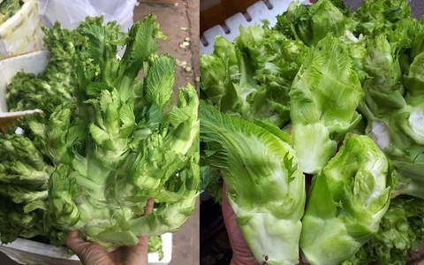 Sự thật đằng sau rau mầm đá xanh mướt giá 20.000 đồng/kg khiến ai cũng phải dè chừng