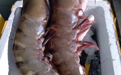 Tôm sú “khổng lồ”, tôm 'cụ' giá rẻ chưa từng thấy