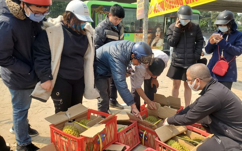 Giá sầu riêng giảm chỉ còn 46.000 đồng/kg, người tiêu dùng tranh thủ mua gom