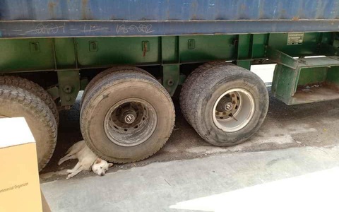 Hình ảnh chú chó trắng nằm bất động dưới bánh xe bồn, ai đi qua cũng xót thương cho đến khi sự thật bất ngờ được hé lộ