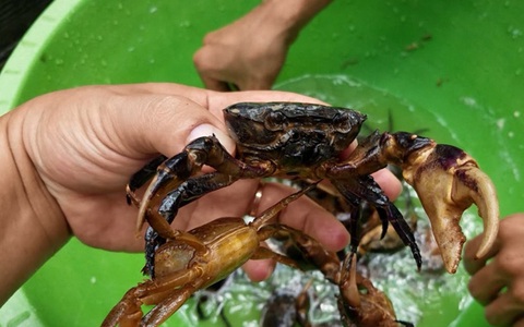 Nhan nhản cua nuôi gắn mác cua đồng: Bà nội trợ dắt túi 5 mẹo để chọn đúng cua đồng "chuẩn xịn"