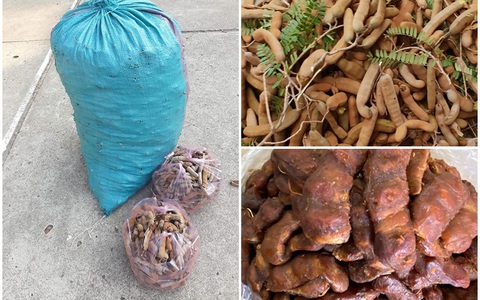 Mùa me chín rộ chỉ 35 ngàn đồng/kg, bà nội trợ Việt đặt cả yến me lột vỏ cất tủ lạnh ăn dần  