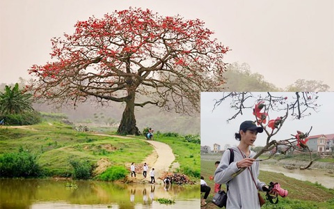 Cây gạo trong phim "Cô gái nhà người ta" nổi tiếng một thời nay trở nên xác xơ, bị phá hoại khiến dân mạng phải lắc đầu ngao ngán
