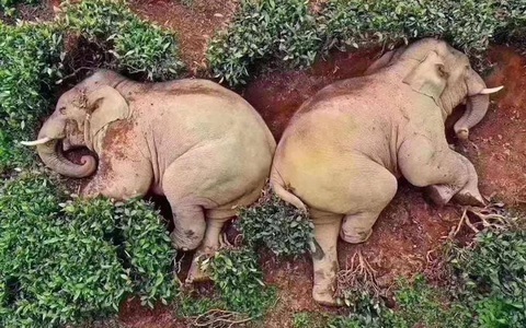 Thực hư câu chuyện đàn voi đột nhập vào ngôi làng đang bị phong tỏa vì dịch Covid-19 để kiếm ăn nhưng uống nhầm 30kg rượu ngô rồi say bét nhè