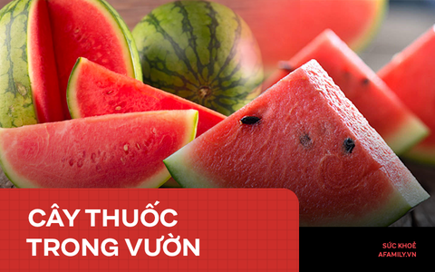 Dưa hấu: Loại trái cây giải khát vào mùa hè còn là thuốc chữa bệnh cực hay trong Đông y, từ vỏ đến hạt đều được tận dụng triệt để!