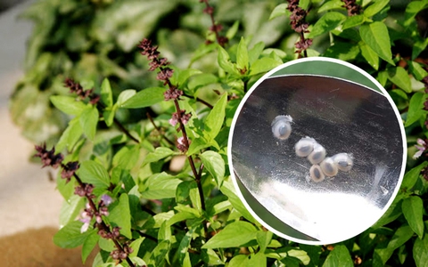 Dân mạng cãi nhau "nổ trời" vì một chị gái khẳng định hạt cây húng quế là hạt é sau khi ngâm trong nước và cái kết đến chị Google cũng bó tay