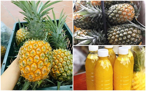 Mới đầu mùa dứa thơm, quả to đẹp chỉ có giá 5.000 đồng/quả: Bà nội trợ mua cả chục quả về làm bánh, dấm, nước ép uống dần 