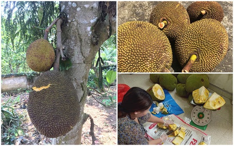Mùa mít chín cây đến, giá mít cả quả chỉ 25 ngàn đồng/kg, tiểu thương ngày bán cả tạ