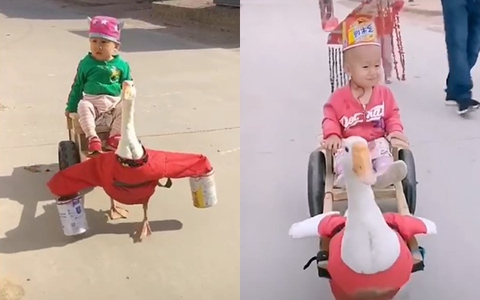 Chẳng cần xe cút kít, cỗ xe con ngỗng cũng đủ để "ông vua" phiên bản nhí đi vi hành không ngớt tiếng cười!