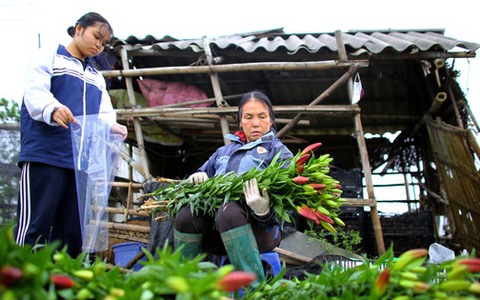 “Thủ phủ” hoa tại Hà Nội nở rộ giữa dịch COVID-19: Tưởng thắng vụ mà thành bại, hoa cười nhưng người khóc