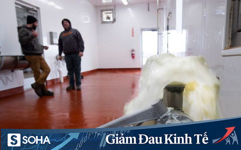 Covid-19: Thị trường thực phẩm Mỹ đóng băng, nông dân tự tay đổ đi hàng chục nghìn lít sữa bò