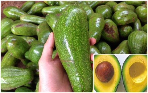 Bơ sáp Gia Lai giá 35 ngàn đồng/kg bán đầy chợ mạng: Bà nội trợ chọn theo mẹo sau để 10 quả thơm ngậy, vàng ruột như 10