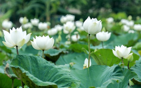 Chuyện ít ai biết về hồ sen trắng mang chuẩn nét đẹp xứ Huế nằm tại Thủ đô Hà Nội khiến bao chị em mê đắm