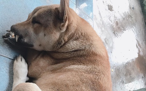 Chó chú bị tai nạn - Đọc báo, tin tức mới nhất 24h qua - Afamily