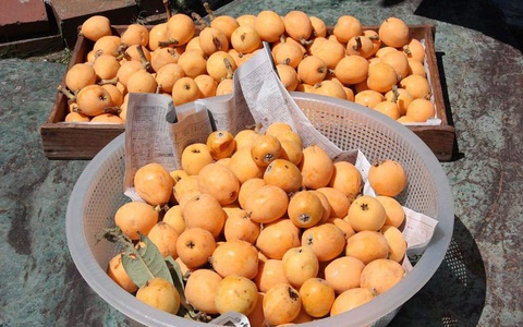 Dân mạng xôn xao thứ quả "nhà giàu" giá 3-4 triệu/kg ở Việt Nam, bên Nhật lại mọc dại ven đường cho không cả rổ