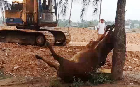 Hai người đàn ông lạ mặt xuất hiện, 4 con bò bỗng lăn ra chết bất thường