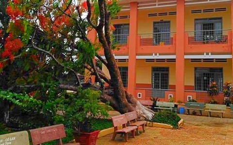 Lại thêm một cây phượng cao lớn bật gốc trong sân trường ở Đồng Nai