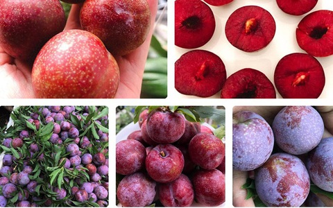 Mận đồi Pu Nhi ngọt như cherry, giá đắt ngang nho Mỹ vẫn "cháy" hàng