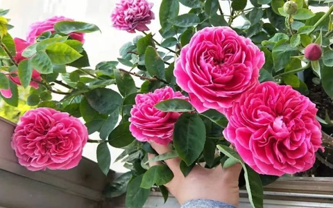 Cuộc sống độc thân có nhiều thay đổi nhờ trồng hoa hồng ở ban công căn hộ giữa thành phố lớn