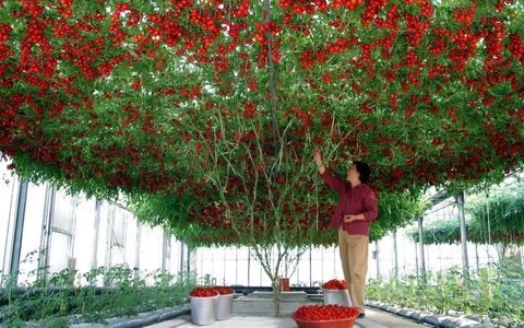Những gốc cây “mắn đẻ” nhất thế giới khiến người xem tưởng nhầm là đột biến 