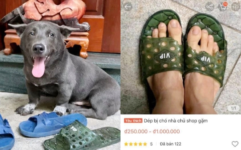 Đôi dép bị chú chó idol Nguyễn Văn Dúi gặm nham nhở bất ngờ được rao bán online, nhìn số lượng hàng được bán ra mà choáng!