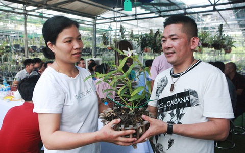Đại gia chi 5 tỷ mua giỏ lan nhìn chẳng khác gì... ngọn rau muống, nhưng chỉ sau thương vụ đã lãi cả chục triệu