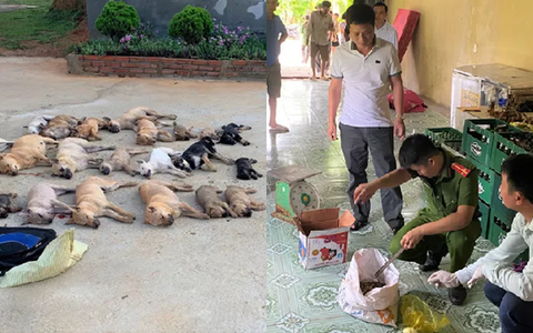 Hé lộ loại chất cực độc cặp tình nhân dùng để trộm gần nửa tấn chó ở Thanh Hóa